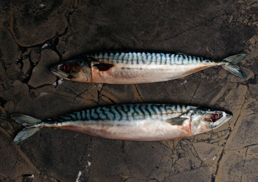 Интерьер коллекции The Room