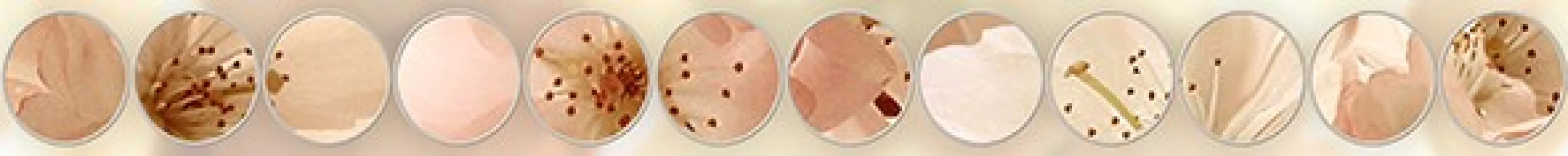 Плитка Ceradim 50x5 бордюр Mold Manzano глянцевая глазурованная